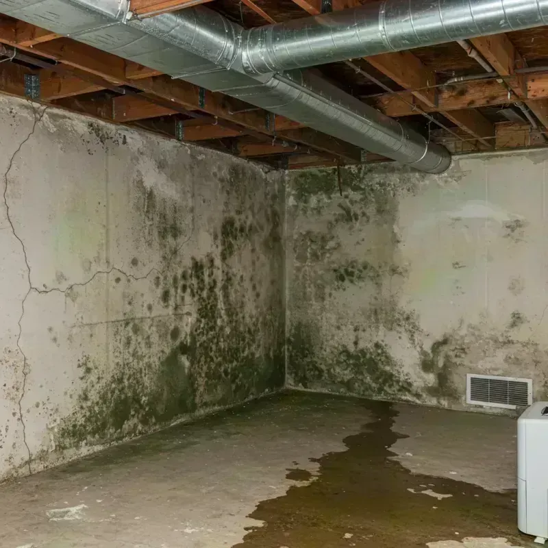 Professional Mold Removal in Pueblo, CO